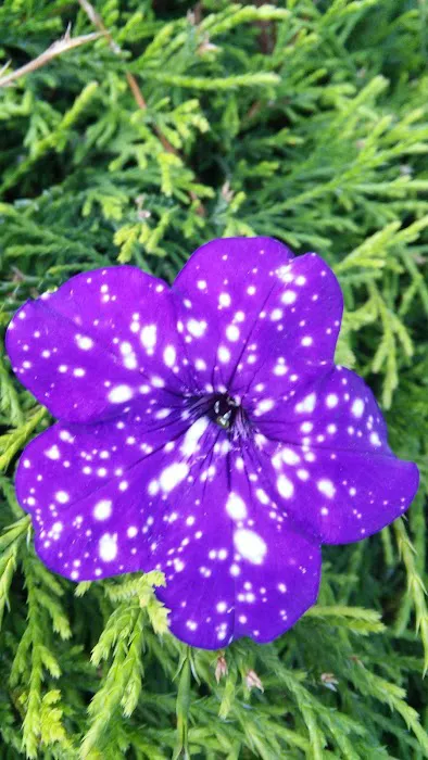 Knollwood Mobile Estates Picture 3