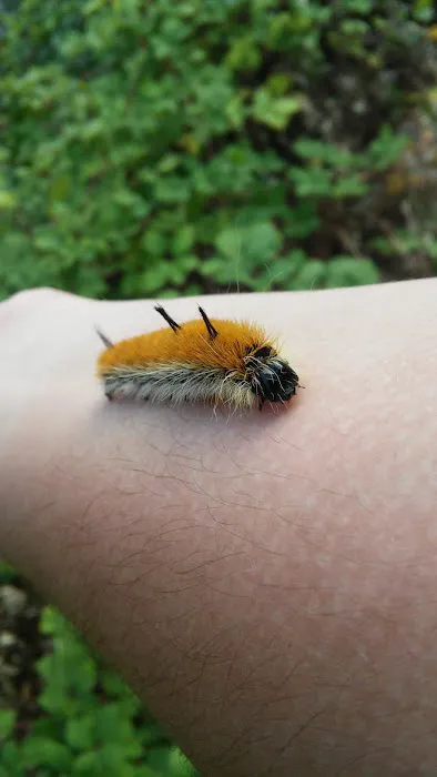 Knollwood Mobile Estates Picture 2