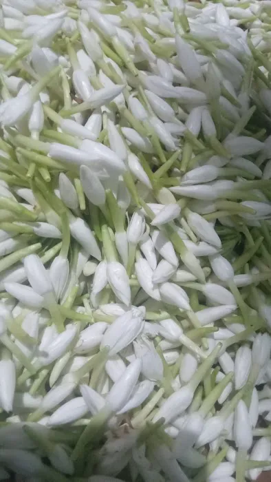 Royal Terrace Mobile Home Park Picture 2