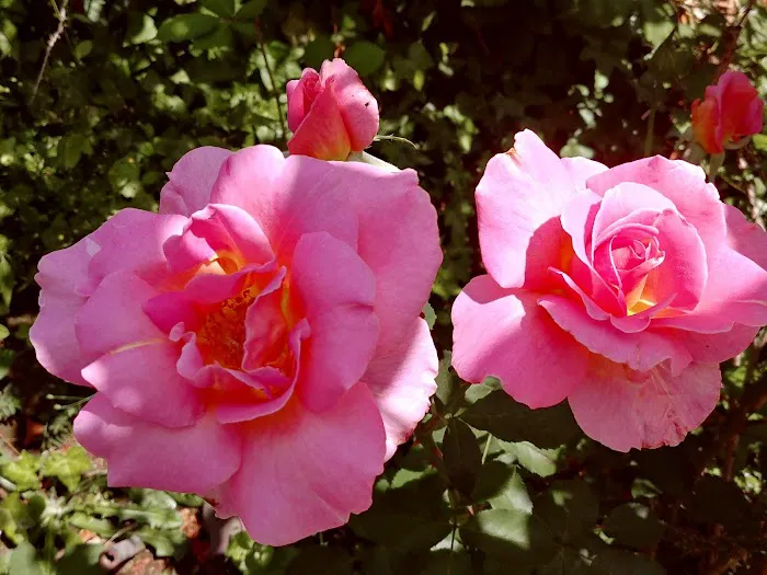 Johnson Mobile Estates Picture 2