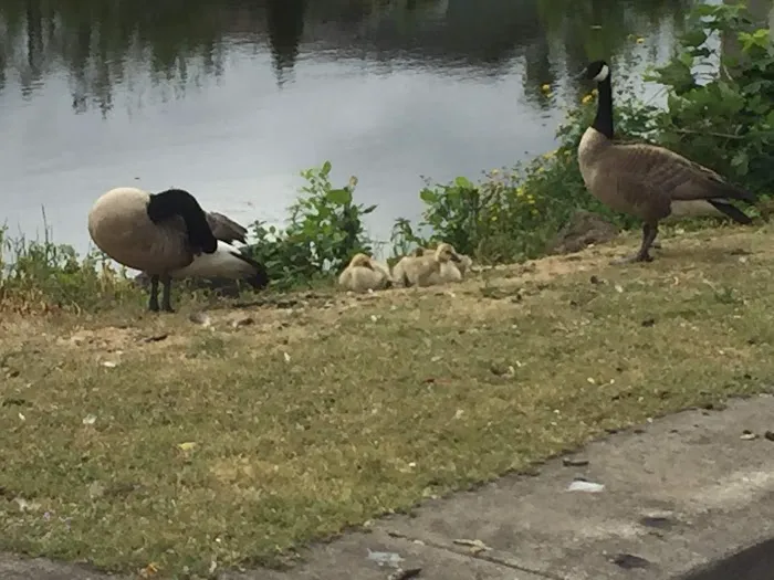 Johnson Mobile Estates Picture 4