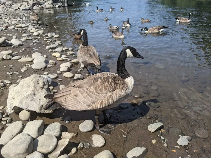 Clackamette RV Park Picture 5