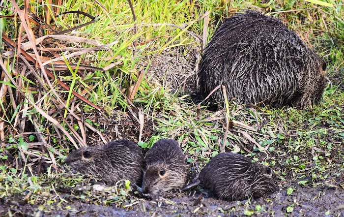 Ninety Nine RV Park Picture 4