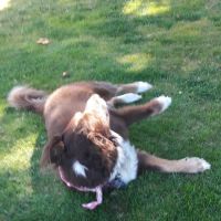 Colony Mobile Home Park ico