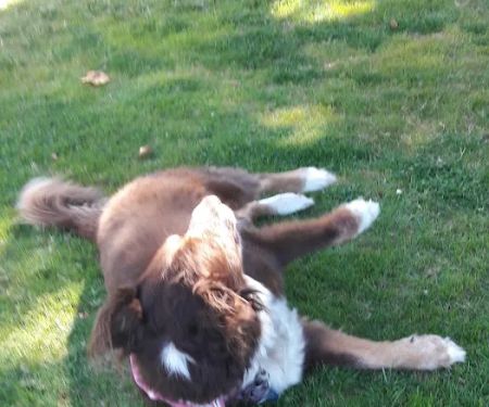 Colony Mobile Home Park