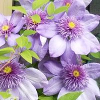 Mountain View Cooperative ico