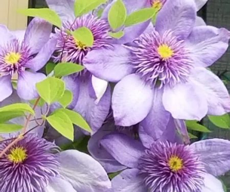 Mountain View Cooperative