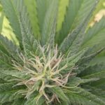 Estacada Mobile Village