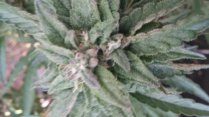 Estacada Mobile Village Picture 2