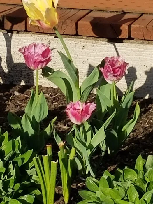 Shadowbrook Picture 3