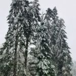 Forest Park Mobile Village