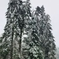 Forest Park Mobile Village ico