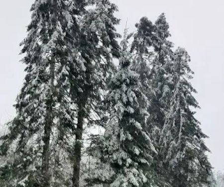 Forest Park Mobile Village