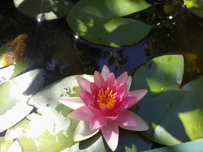 Forest Park Mobile Village Picture 4