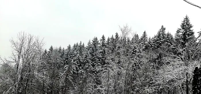 Forest Park Mobile Village Picture 9