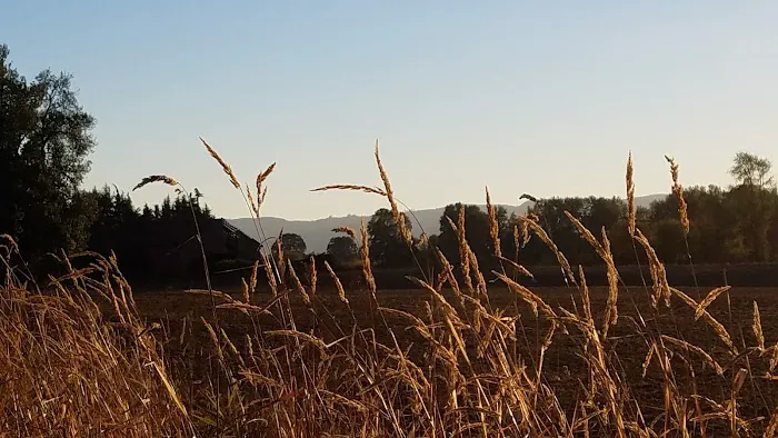 Island Cove RV Park Picture 3