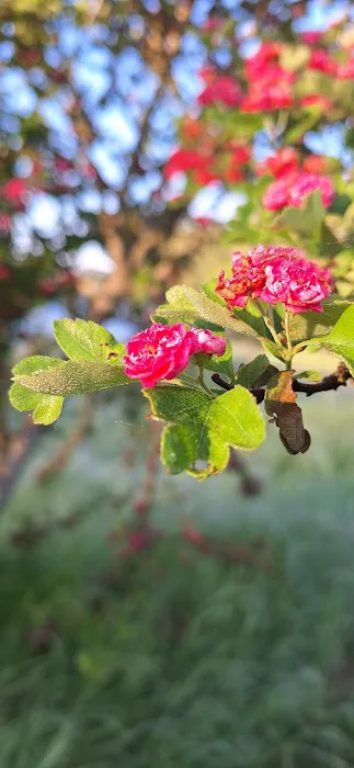 Elks RV Park Picture 2