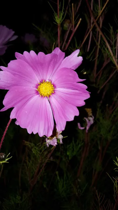 Elmwood MHC Picture 2