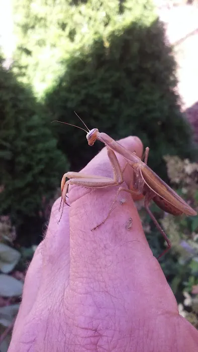 Crestwood Manufactured Home Picture 8