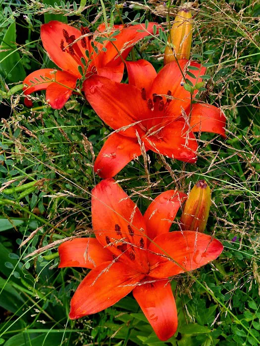 Woodland Shores RV Park Picture 9