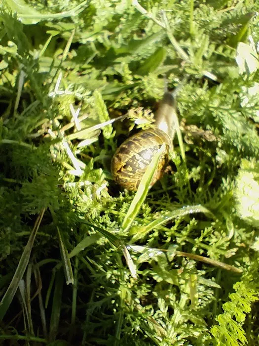 Woodland Shores RV Park Picture 8