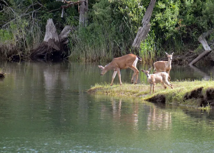 Woodland Shores RV Park Picture 10