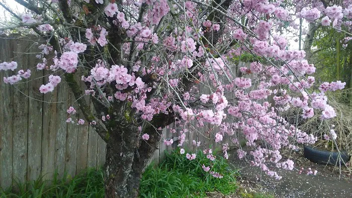 Woodland East Manufactured Community Picture 3