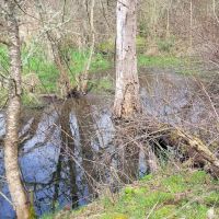 Robins Nest Motor Court ico