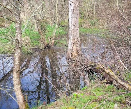 Robins Nest Motor Court
