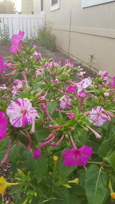 Springbrook Estates Picture 2