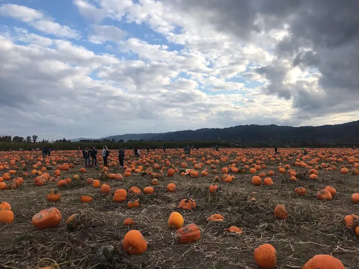 Pine Ridge Mobile Park Picture 8