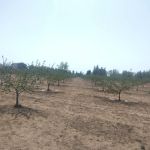 Chaparral Mobile Ranch