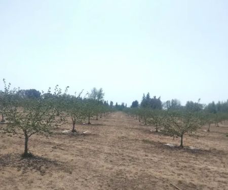 Chaparral Mobile Ranch