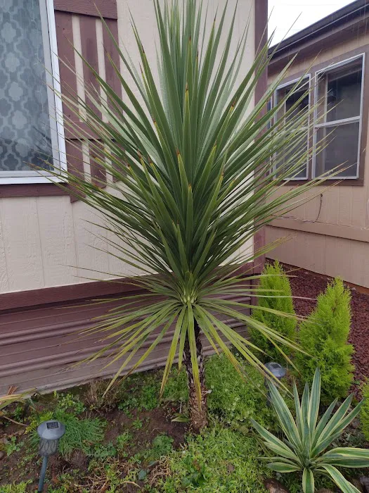 Delray Mobile Home / RV Park Picture 4