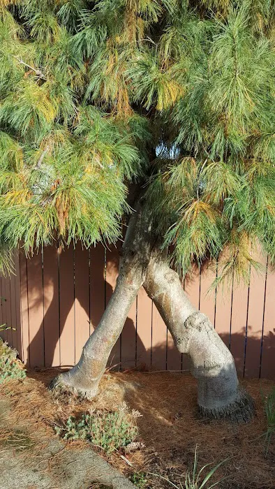 Dundee Hills Estate Picture 5