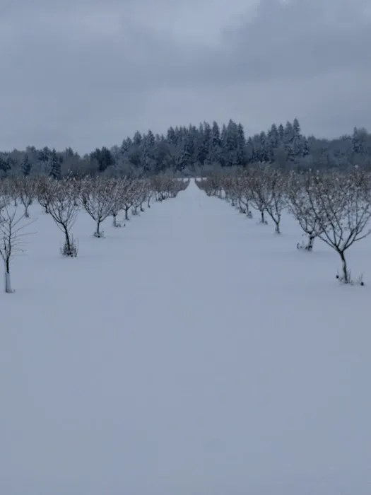 Willamette Wine Country RV Park Picture 2