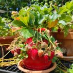 Westview Mobile Estates