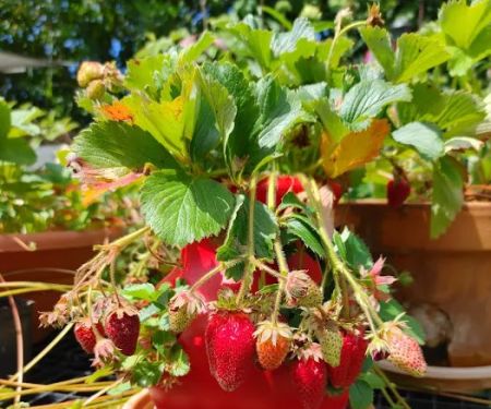 Westview Mobile Estates