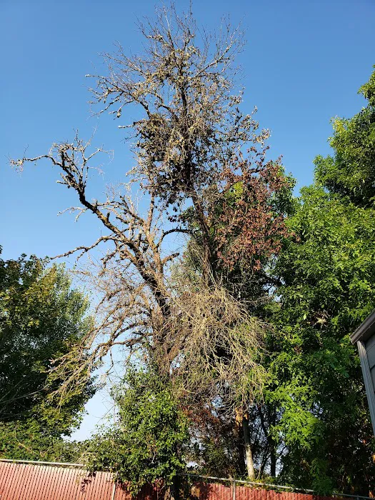 Smoketree MHCLLC Picture 4