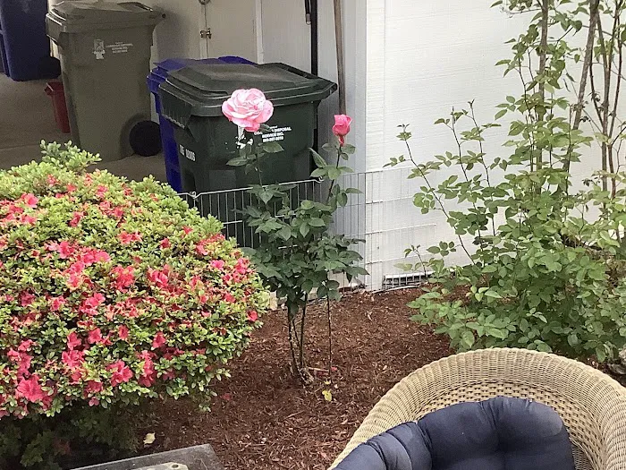 Smoketree MHCLLC Picture 6