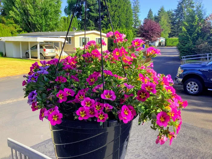 Smoketree MHCLLC Picture 9