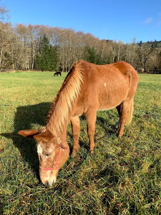 RV Outdoor Adventures & Cabins Picture 5