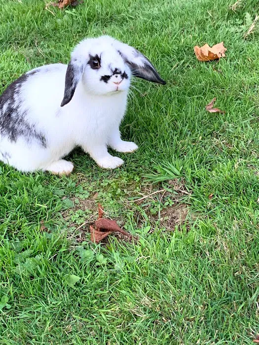 RV Outdoor Adventures & Cabins Picture 6