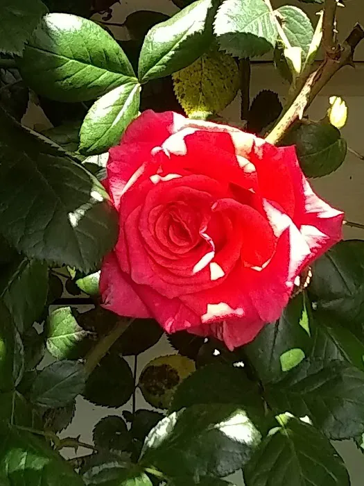 Squires Estates Picture 2