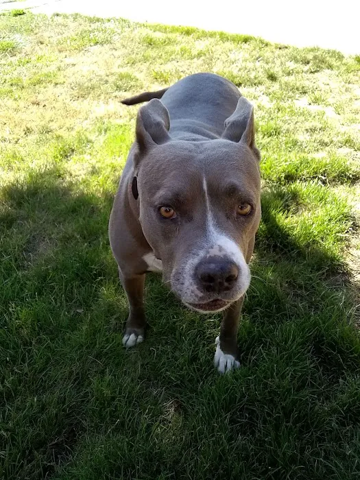 Squires Estates Picture 4