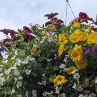 Spring Meadow Estates ico