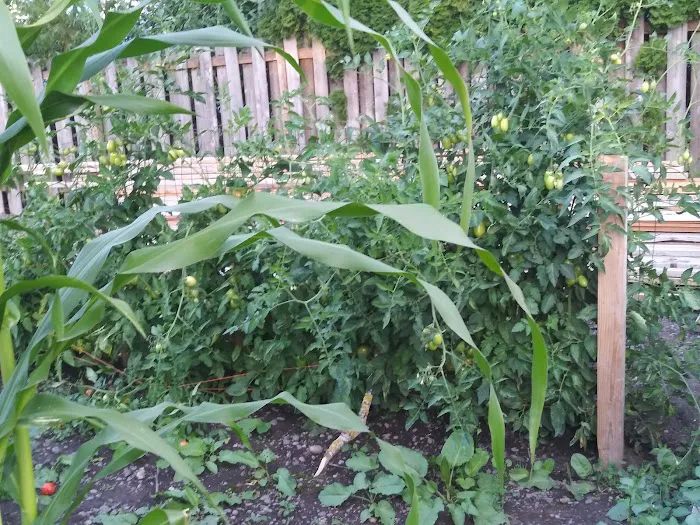 Salem Greene Estates Picture 1