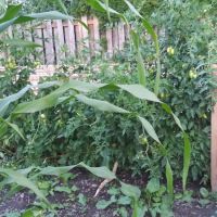 Salem Greene Estates ico