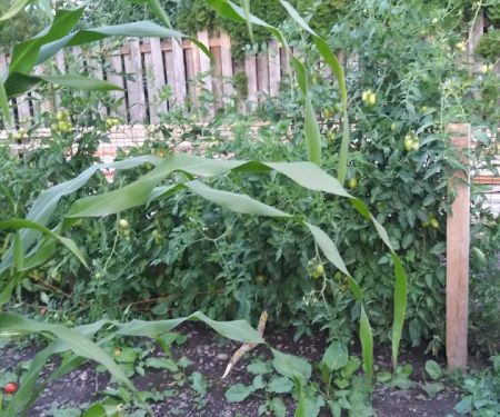 Salem Greene Estates