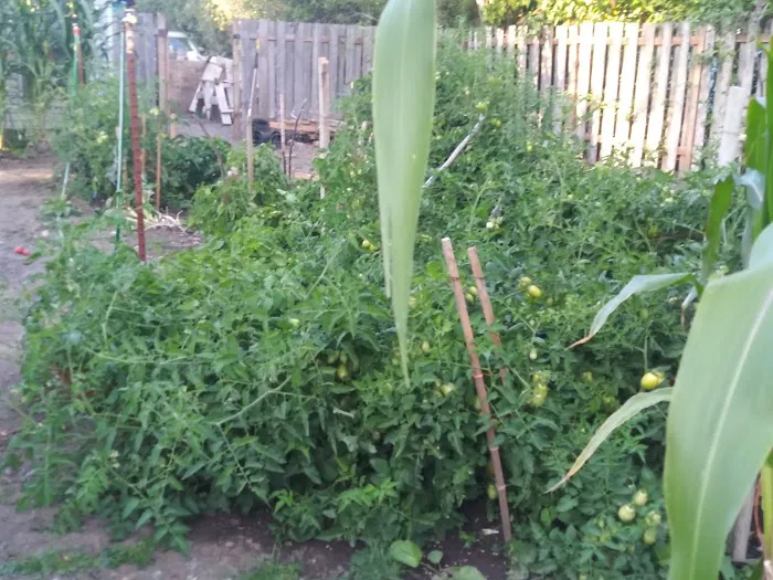 Salem Greene Estates Picture 4